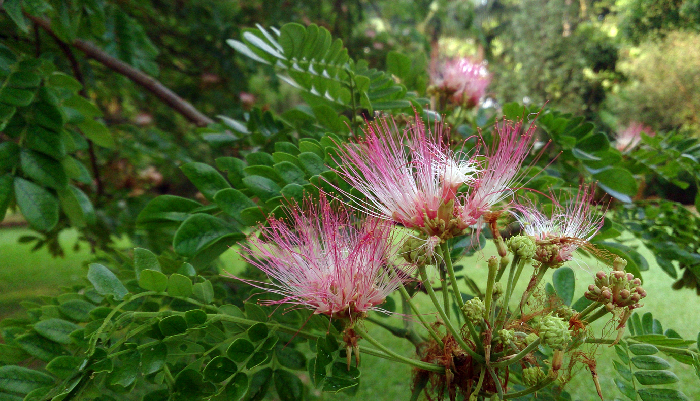 Herbal Garden Images